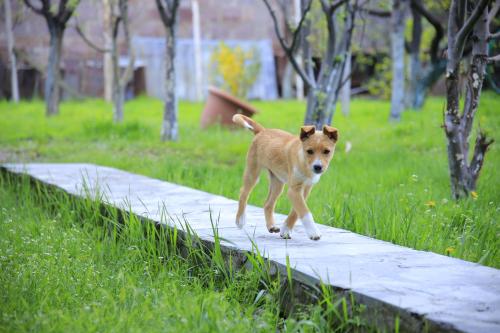 Фотография мини отеля GreenYard