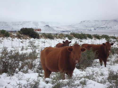 Фотография гостевого дома Carlton Heights Guesthouse