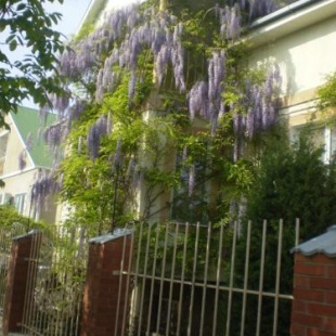 Фотография гостевого дома У Люсьены