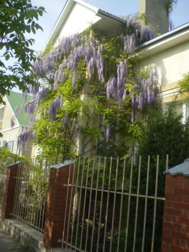 Фотография гостевого дома У Люсьены