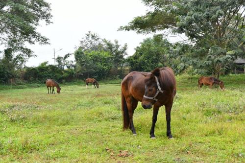 Фотография гостиницы Rung Nara Pool Villa