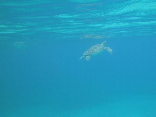 Фотография мини отеля Palmetto Guesthouse