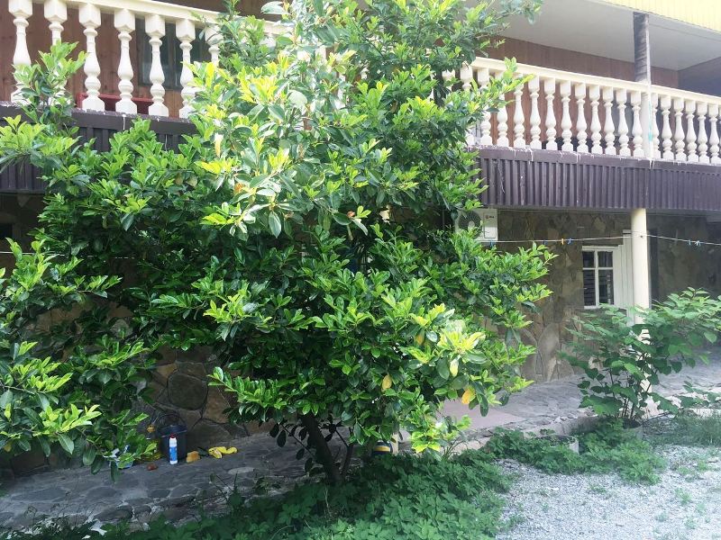 Фотография гостевого дома Ореховая Роща