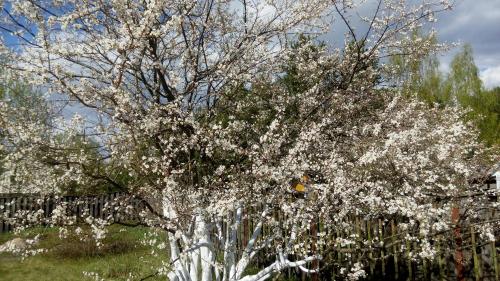 Фотографии гостевого дома
Дом в Опухликах