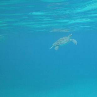 Фотография мини отеля Palmetto Guesthouse