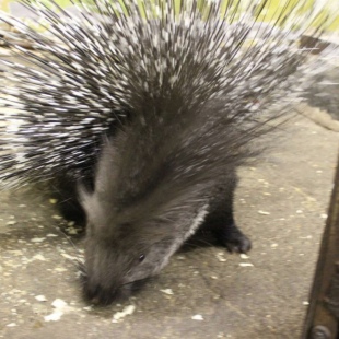 Фотография достопримечательности Никельский зоопарк