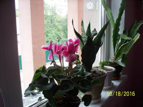 Фотография мини отеля На Соломенке