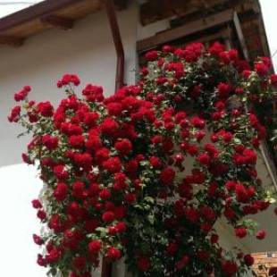 Фотографии гостевого дома
Casa Piatra Craiului