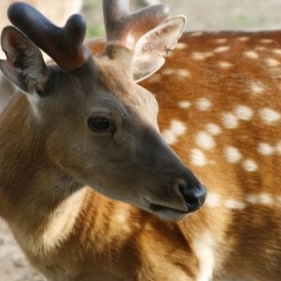 Фотография достопримечательности Зоопарк 