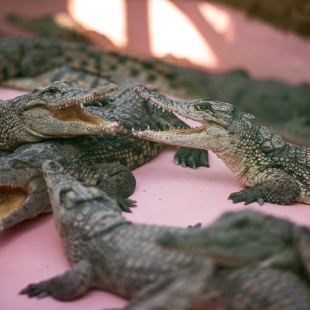 Фотография достопримечательности Крокодиловая ферма