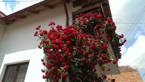 Фотография гостевого дома Casa Piatra Craiului