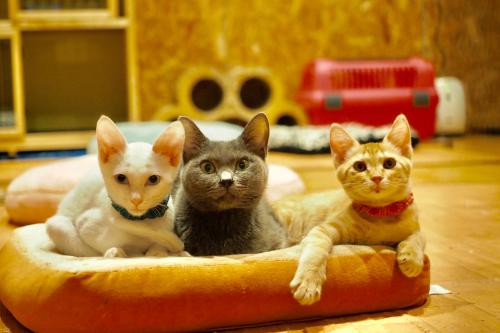 Фотография хостела Nekokura Hostel