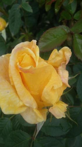 Фотографии гостевого дома
Какаду