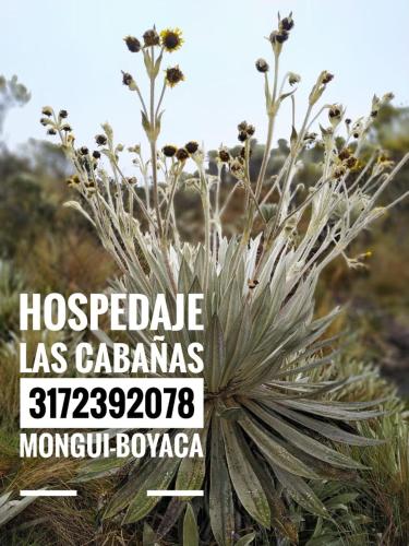 Фотографии мини отеля
Hospedaje Las Cabañas