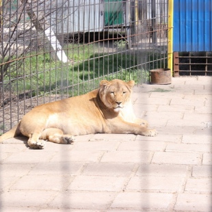 Фотография достопримечательности Частный зоопарк