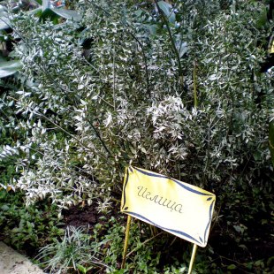 Фотография достопримечательности Зимний сад