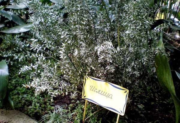 Фотография достопримечательности Зимний сад