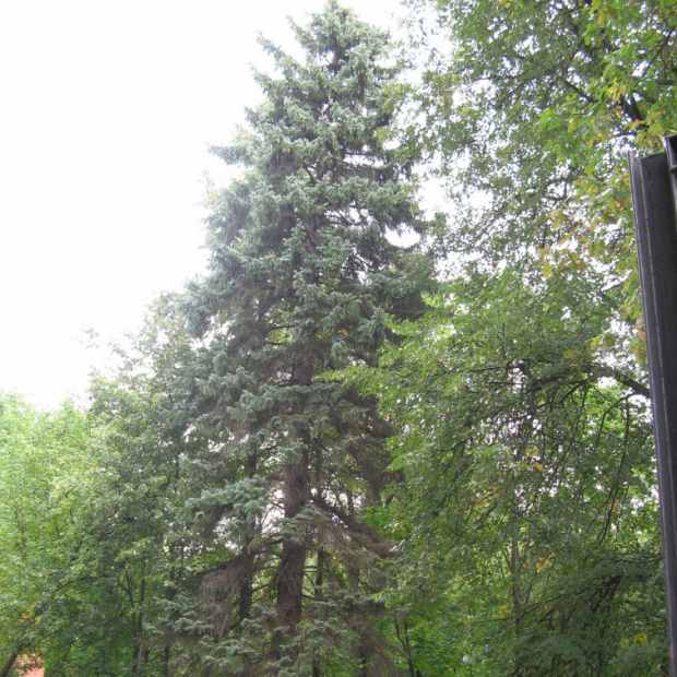 Фотография достопримечательности Самая старая ель в Удмуртии