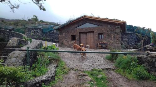 Фотография гостевого дома Casa rural y fincaTenerife Relax And Enjoy