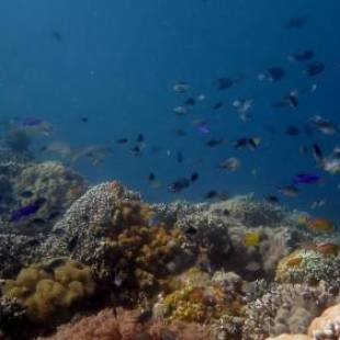 Фотография гостиницы Wellbeach Dive Resort