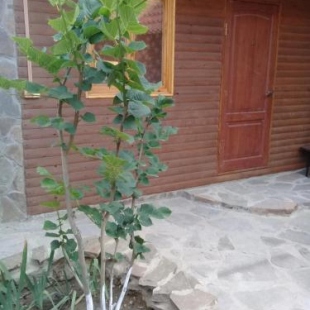 Фотография мини отеля Шато