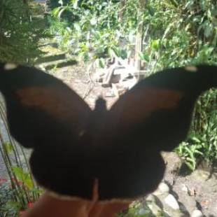 Фотографии мини отеля
Hosteria La Roulotte - Mindo