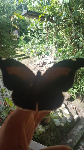 Фотография мини отеля Hosteria La Roulotte - Mindo