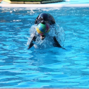 Фотография достопримечательности Дельфинарий Акватория