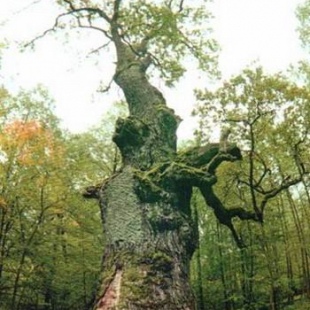 Фотография достопримечательности Юзефинский дуб