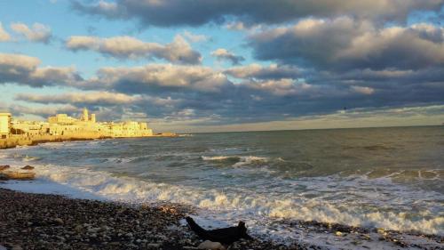 Фотография гостиницы Hotel mediterraneo