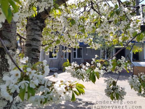 Фотография мини отеля Golden Apricot B&B