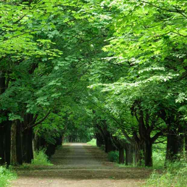 Фотография достопримечательности Снопковский парк