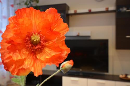 Фотография квартиры Aguona apartament