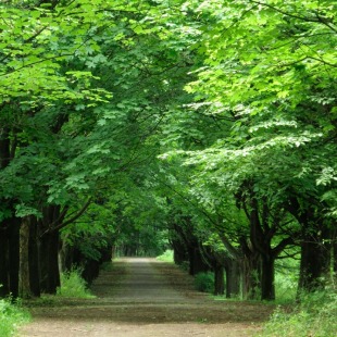 Фотография достопримечательности Снопковский парк