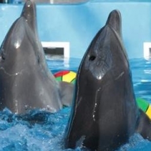 Фотография достопримечательности Киевский дельфинарий Немо