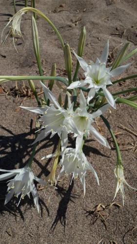 Фотография мини отеля Cirali Kus Yuvası