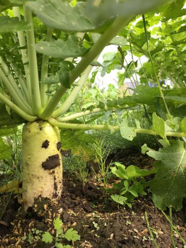 Фотография гостевого дома Hotel Radish House ホテルラディッシュハウス