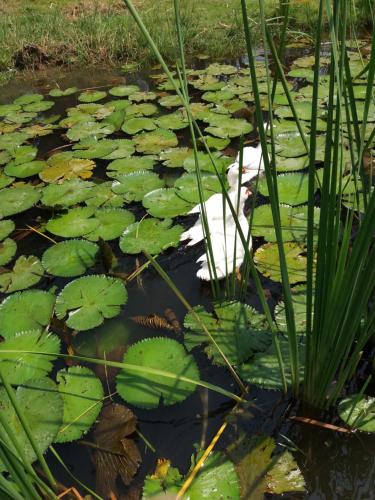 Фотография базы отдыха Raina-Suanpa Lung Sood Farmstay