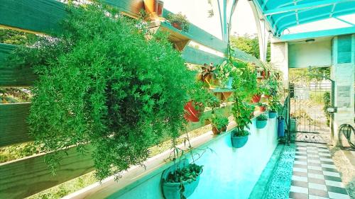 Фотография мини отеля Camellia B&B