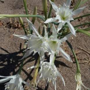 Фотографии мини отеля
Cirali Kus Yuvası
