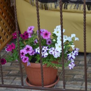 Фотография гостевого дома SunRise