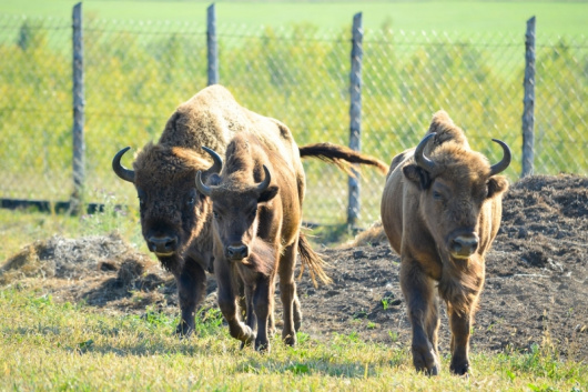 Фотографии достопримечательности
Парк животных ледникового периода