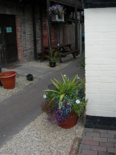 Фотографии мини отеля 
            The Swan