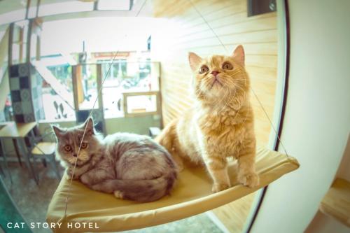 Фотография гостиницы Cat Story Hotel