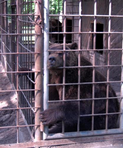 Фотографии мини отеля 
            Медвежий угол
