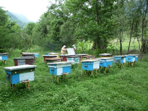 Фотография гостевого дома Шансон