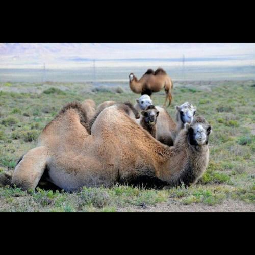 Фотография хостела Beds Friends Kochkor