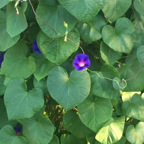 Фотографии гостевого дома
Лейла