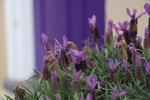 Фотография гостевого дома The Purple Door on Seaview