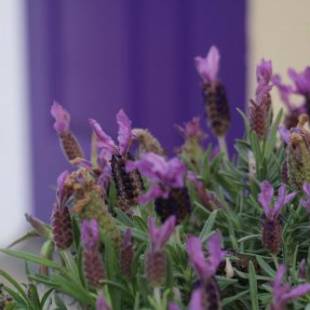 Фотографии гостевого дома
The Purple Door on Seaview